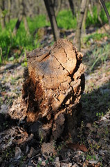 An old rotten stump in the woods