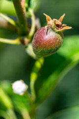 Einzelne Birne an einem Birnenbaum zwischen grünen Blättern