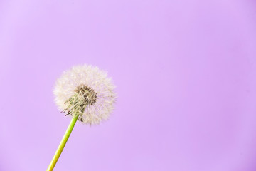 Beautiful dandelion on color background