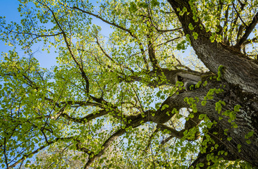 Large-leaved lime 'Tiglio di Favogna' at Favogna di Sotto, Magrè sulla Strada del Vino, Trentino-Alto Adige, Italy.  tilia platyphyllos. Lime tree with green spring leaves