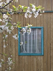 Window in a rustic house with a blue frame and a curtain. Wooden house of yellow color. A branch of blooming cherry.