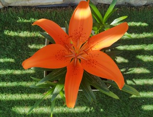 orange lily in the garden