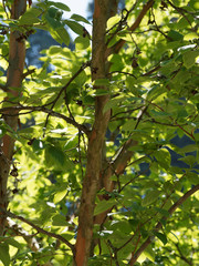 Stewartia sinensis ou stuartie