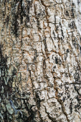 Old wood tree texture background pattern