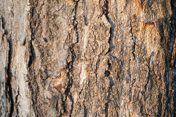 Closeup of tree bark texture with evening sunlight for decoration and background idea