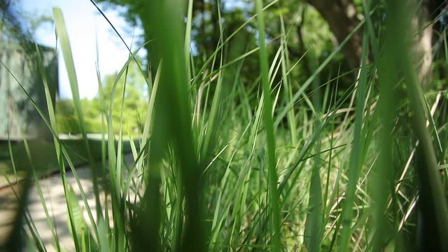 camera movement between the tall grass blades