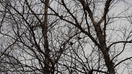 bids on tree branches   