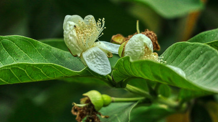 guava flower