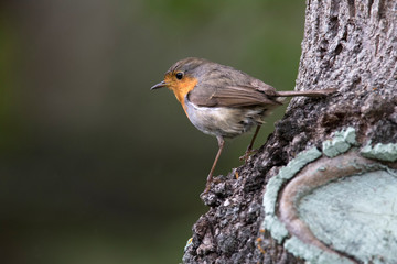 Robin bird perched on tree trunk