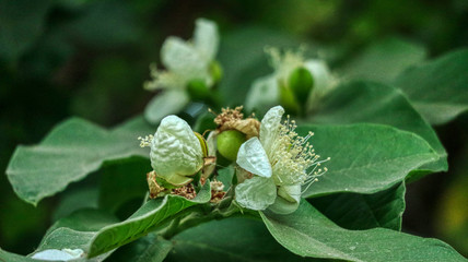 guava flower
