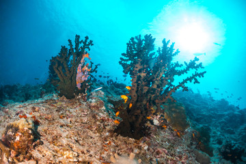 Naklejka na ściany i meble Colorful underwater scene of fish and coral