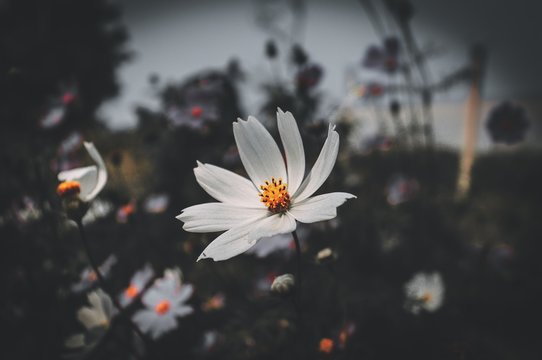 Wallpaper flowers, dark flowers, Daisy, white, Urban picture garden photo free.