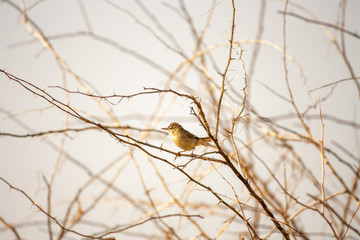 Warbler on a branch