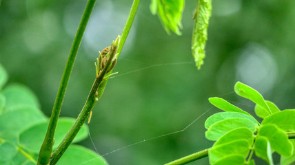 green grass with dew drops