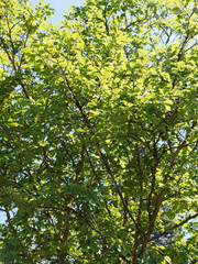 Fototapeta na wymiar Feuillage elliptique vert ombragé du Stewartia sinensis ou stuartie, arbuste décoratif d'origine asiatique