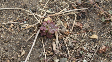 ground with plants in spring