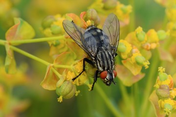  Common flesh fly sitting on a meadow  flower. European species Sarcophaga carnaria.