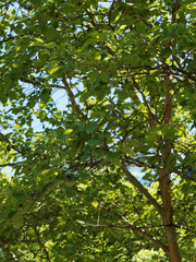 Feuillage ombrag&eacute; du Stewartia sinensis ou stuartie, arbuste d&eacute;coratif d'origine asiatique