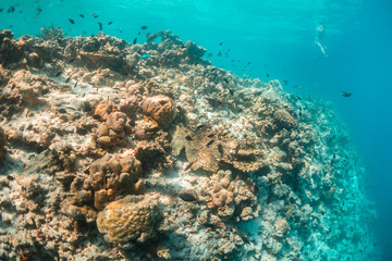 Coral reef with snorkelers swimming above at the surface