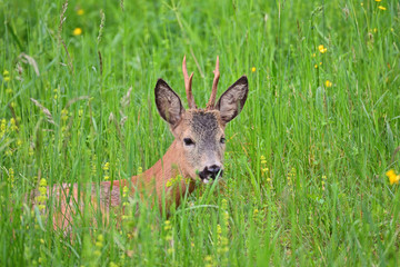 Rehbock im Gras
