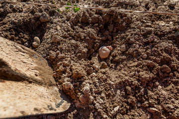 Potato in a dug hole for planting. Traditional spring farm work. Garden and agriculture. Close-up.