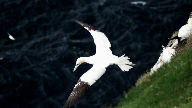Morus bassanus gliding near the cliffs over the ocean