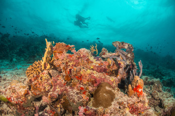 Colorful underwater scene of fish and coral with scuba divers swimming in the background