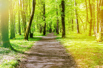 forest path on a Sunny summer day, young forest.
