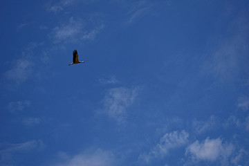 A stork soars in the blue sky.