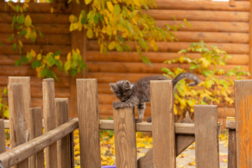 Little black kitten on a wooden fence
