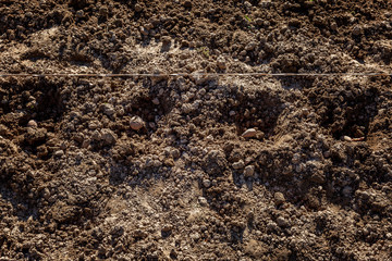 Potato in a dug hole for planting. Traditional spring farm work. Garden and agriculture. Close-up.