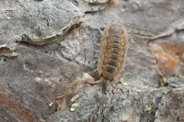 Common striped woodlouse, Philoscia muscorum on pine bark