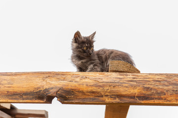 Little dark kitten sits on a wooden board