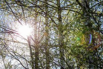 Fototapeta premium Birch trees on a sunny spring day against a blue sky. Trees of the Russian middle lane.
