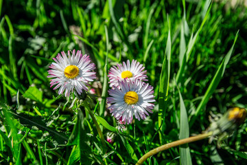 Little beautiful daisies in the field on a sunny spring day. Close-up. Space for text.