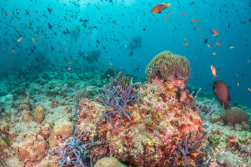 Fototapeta premium Colorful underwater scene of fish and coral with scuba divers swimming in the background