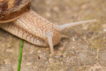 Snail on concrete.Macro photo of snail.