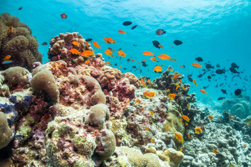 Colorful underwater scene of fish and coral