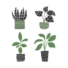 Plants in pots