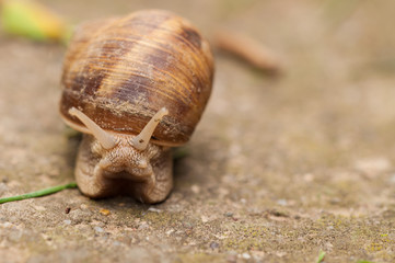 Snail on concrete.Macro photo of snail.