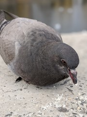 A gray, city pigeon pecks bread crumbs on a concrete floor. Macro shooting. Close-up.