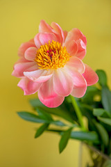 Pfingstrose, voll erblüht