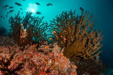 Plakat Colorful underwater scene of fish and coral