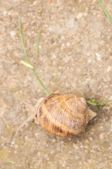 Snail on concrete.Macro photo of snail.