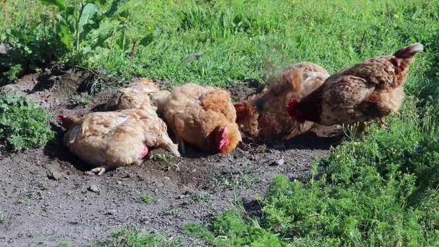Happy and healthy free range hens or chickens washing themselves by shuffling and rubbing their feathers in a patch of dusty soil in the garden. Farm life. Bio food.
