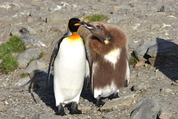 Baby king penguin asking for food