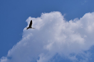 A stork soars in the blue sky with white clouds.