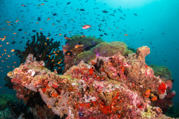 Colorful underwater scene of small fish surrounding coral reef formations