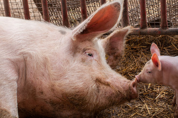 Small piglet and adult pig in a farm.Domestic animal © finchmaystor