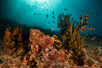 Naklejka na ściany i meble Colorful underwater scene of small fish surrounding coral reef formations